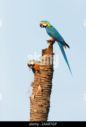 Close up of two blue-and-yellow macaws nesting high on a dead palm tree, Pantanal, Brazil. Stock Photo