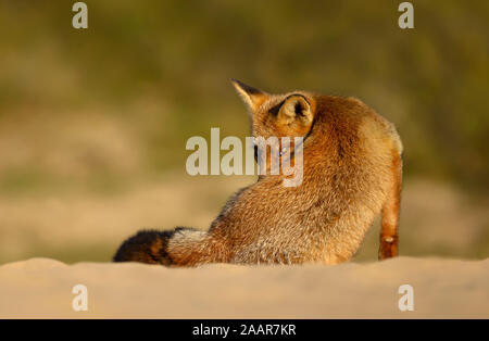 Close up of a Red fox curiously looking through the shoulder. Stock Photo