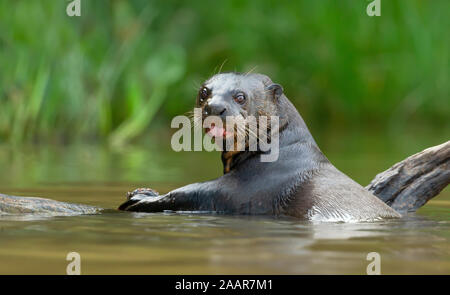 Close up of a giant otter eating fish, Pantanal, Brazil. Stock Photo