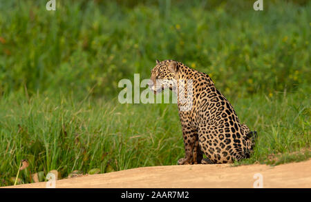 Close up of a Jaguar on a river bank at sunset, Pantanal, Brazil. Stock Photo