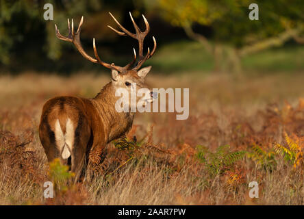 Close-up of a red deer stag at sunrise in autumn, UK. Stock Photo