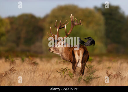 Close up of a red deer stag with two jackdaws on his back in autumn, UK. Stock Photo