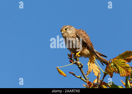 Close up of a common kestrel perched in a tree, England. Stock Photo