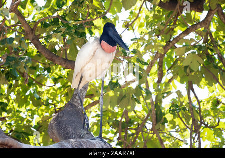 Close up of Jabiru standing close to the nest, Pantanal, Brazil. Stock Photo