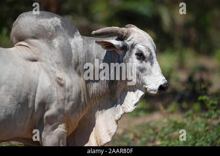 Close up of a Nelore bull in brazilian farm. Stock Photo