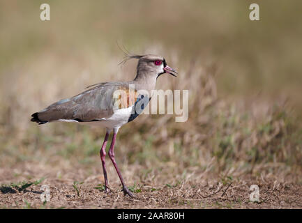 Close up of a southern lapwing (Vanellus chilensis), South Pantanal, Brazil. Stock Photo