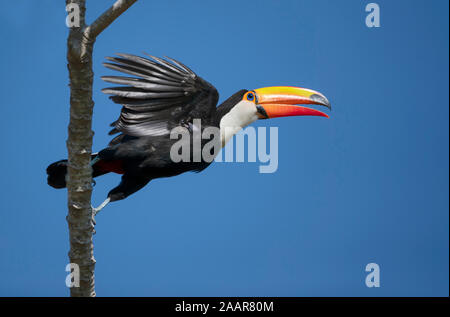 Close up of a Toco Toucan in flight, Pantanal, Brazil. Stock Photo