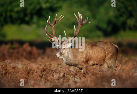 Close-up of an injured red deer stag during rutting season in autumn, UK. Stock Photo