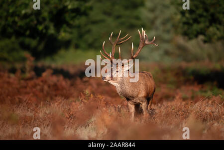 Close-up of an injured red deer stag during rutting season in autumn, UK.