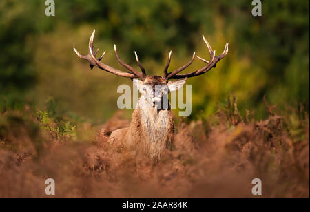Close up of a red deer stag during rutting season in autumn, UK. Stock Photo