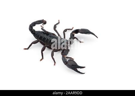 African venom Scorpion isolated on white background Stock Photo