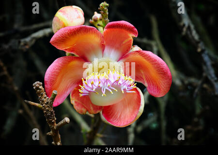 The flower of the sacred Bo tree. Shallow depth of field Stock Photo