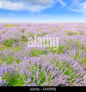 blooming lavender in a field on a background of blue sky Stock Photo