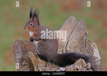 Eichhörnchen (Sciurus vulgaris) Stock Photo
