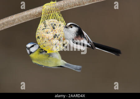 Schwanzmeise, Aegithalos caudatus, Stock Photo