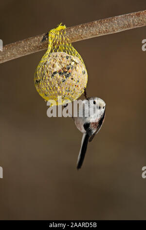 Schwanzmeise, Aegithalos caudatus, Stock Photo