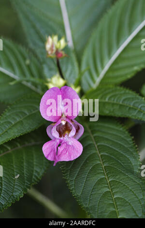 Drüsiges Springkraut (Impatiens glandulifera)