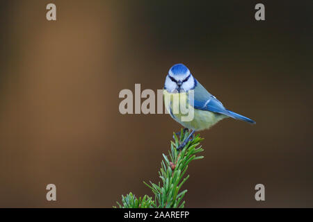 Blaumeise (Cyanistes caeruleus) Stock Photo