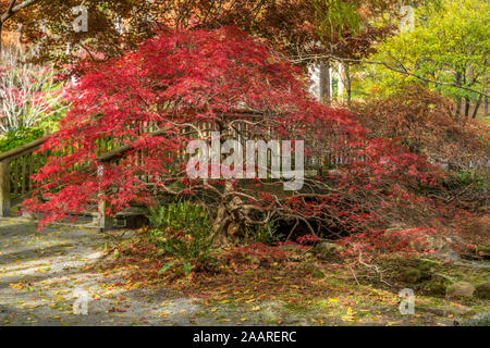 A vibrant red small Japanese maple tree in autumn with twisty branches with other woodland trees and a deck in the background on a sunny day in fall Stock Photo