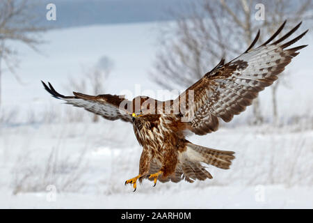 Mäusebussard (Buteo buteo) Stock Photo