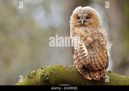 Waldkauz; Tawny Owl; (Strix aluco); Stock Photo