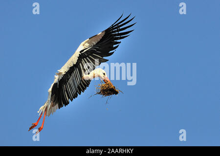 Weissstorch mit Nistmaterial im Flug; (Ciconia ciconia);