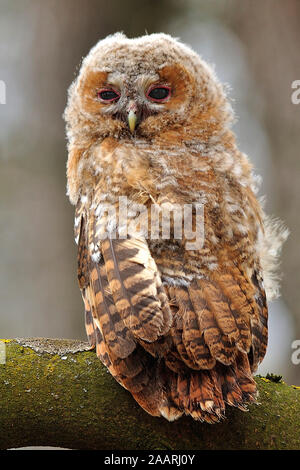 Waldkauz; Tawny Owl; (Strix aluco); Stock Photo