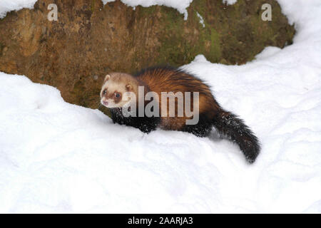 Tiere, Saeugetiere, Iltis, (Mustela putoris), Europaeischer Iltis, Polecat, European Ferret, Stock Photo