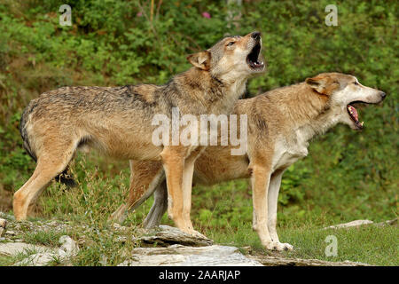 Timberwolf, (Canis lupus occidentalis), Mackenzie Valley Wolf, Deutschland, Germany Stock Photo