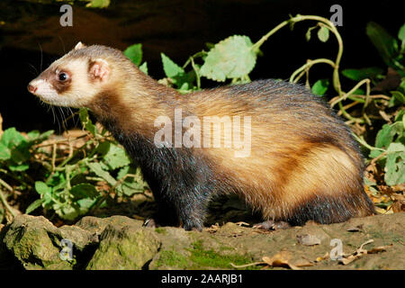 Tiere, Saeugetiere, Iltis, (Mustela putoris), Europaeischer Iltis, Polecat, European Ferret, Stock Photo