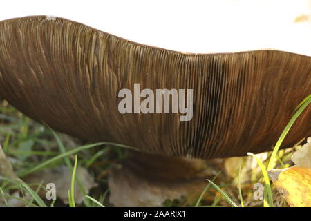 Huge toadstool in the grass Stock Photo - Alamy