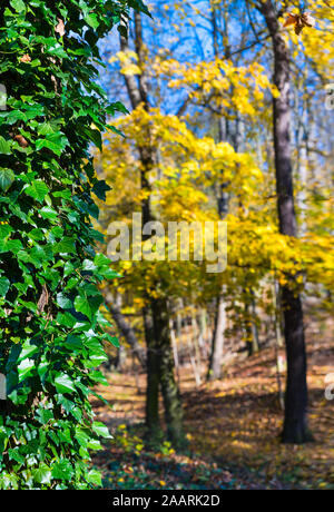 Evergreen climbing common ivy in contrast with yellow autumn birch trees. Hedera helix. Blurry forest and fallen leaves on colored natural background. Stock Photo