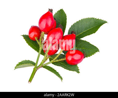 Wild red rose hips on thorny twig with green leaves isolated on white background. Rosa canina. Realistic briar branch with thorns. Shiny ripe rosehips. Stock Photo