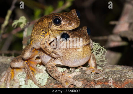 Peron's Tree Frogs in amplexus Stock Photo