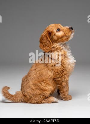 Apricot Cockapoo puppy sitting obediently Stock Photo