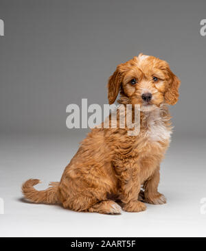 Apricot Cockapoo puppy sitting obediently Stock Photo