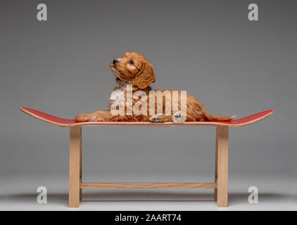 Apricot Cockapoo puppy laid on red skateboard stool Stock Photo