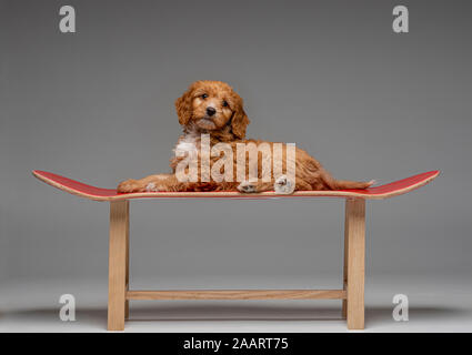 Apricot Cockapoo puppy laid on red skateboard stool Stock Photo