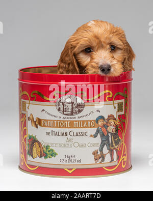 Cockapoo puppy in Italian Panettone tin. Stock Photo
