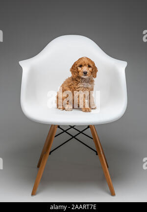 Apricot Cockapoo puppy in white Eames chair Stock Photo