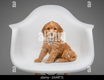 Apricot Cockapoo puppy in white Eames chair Stock Photo