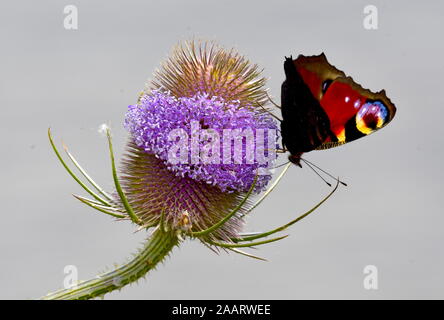 Peacock Butterfly on summer thistle bush. Stock Photo