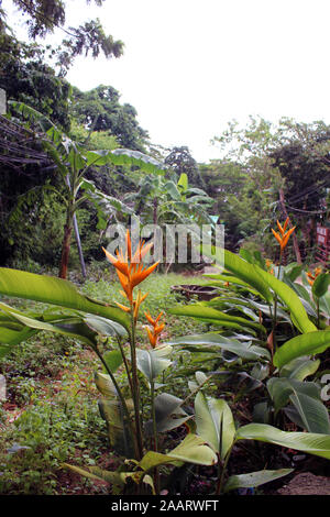 Flowers in rainforest Ko Phi Phi Thailand Stock Photo