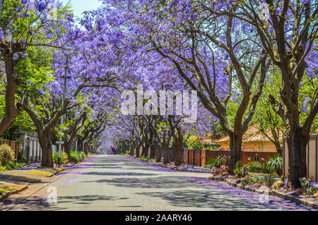 Purple blue Jacaranda mimosifolia bloom in Johannesburg street during spring in October in South Africa Stock Photo