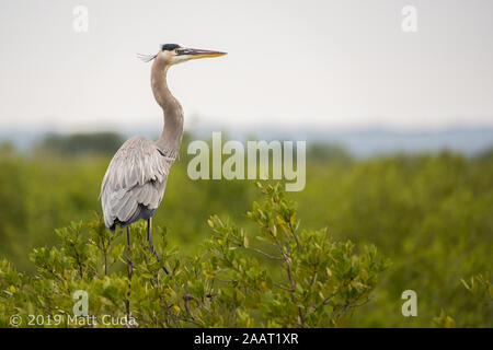 A great blue heron perched on a mangrove. Stock Photo