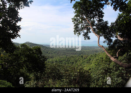 Rainforest in Ko Samui Thailand Stock Photo