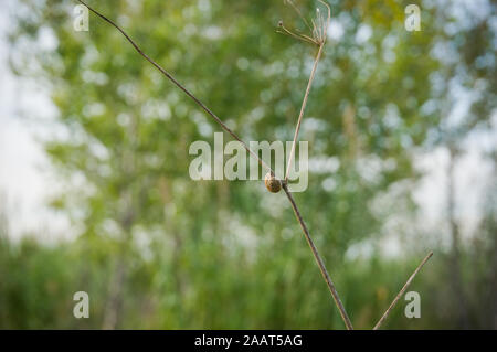 Lonely small snail on a dry branch with green trees background Stock Photo