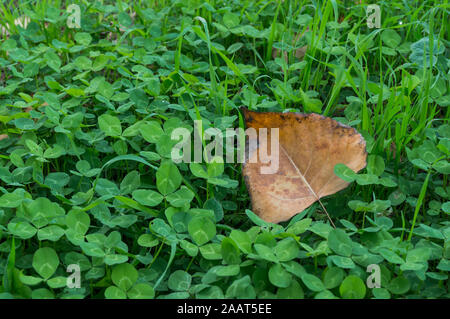 Brown leaf on green four-leaf clovers in autumn Stock Photo