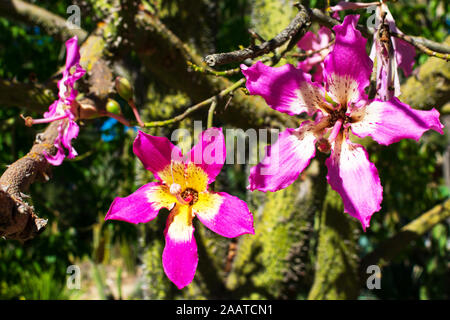 Floss silk tree blooming flowers closeup. Ceiba speciosa tree is native to the tropical and subtropical forests of South America. Stock Photo