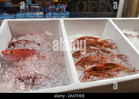 Fresh fish, straight off the boat, hogfish and red snapper pictured, displayed in the ice tub in front of a local Belizean restaurant in San Pedro . Stock Photo